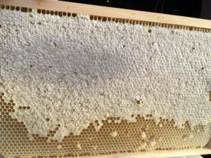 Panenský plást plný medu