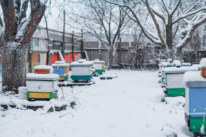 Přečtete si více ze článku Co dělají včelky v zimě?