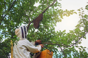 Přečtete si více ze článku Jak nám uletěly včely?